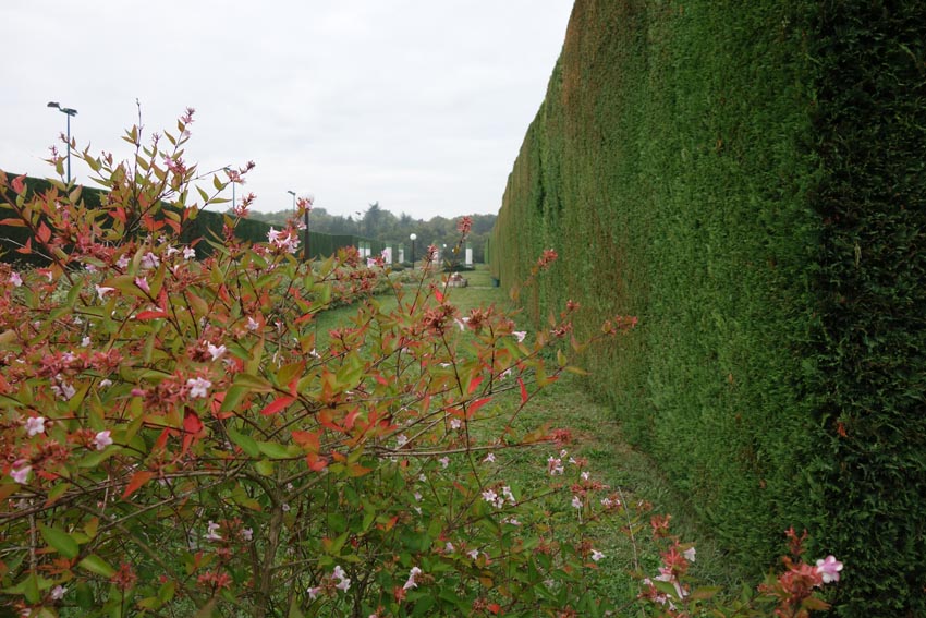 arbres tailles tennispoursite