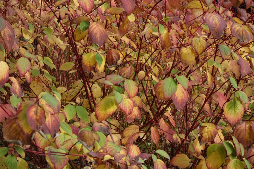 feuillage automnepoursite