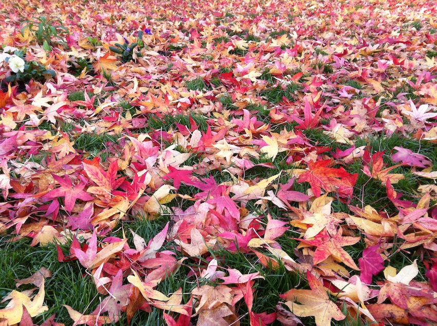 liquidambar pour site